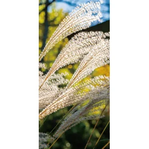 【2025年秋商品】タペストリー(防炎)ススキ(No179-0507)