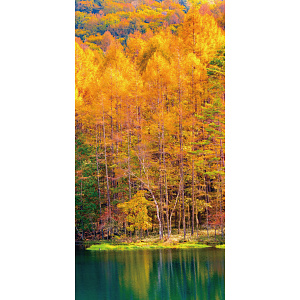 【2025年秋商品】タペストリー(防炎)黄葉風景(No179-0505)