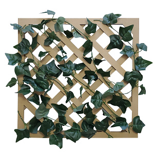 【2025年夏】グリーンラティス イングリッシュアイビー (No178-11_08)