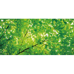 【2025年夏】ディスプレイシート 若葉 (No178-06_10)