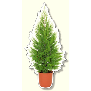 フォトジョイシール ツリーテリア ゴールドクレスト (915-58)