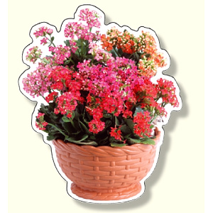 フォトジョイシール フラワーバスケット カランコエ (915-75)