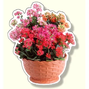 フォトジョイシール フラワーバスケット カランコエ (915-75)