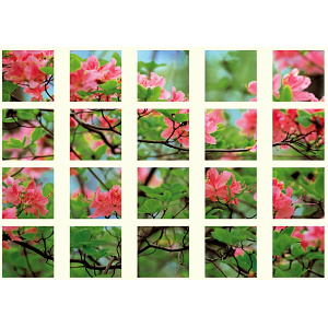 仮囲い用マルチシート 20枚1セット ビューテフル・アザレア (917-07)