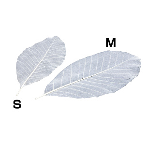 網朴葉50枚入 S(W24320)