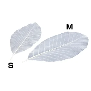 網朴葉50枚入 S(W24320)