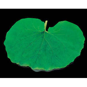 PP貼合せ 型抜きミニ クリアシート(200枚入) ふき(W65781)