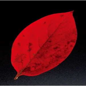 PP貼合せ 型抜きクリアシート(200枚入) 柿の葉(W65369)