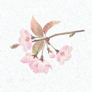両面ラミ四季彩シート (200枚入) 桜(W66366)
