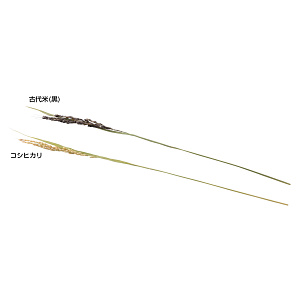 稲の穂 (コシヒカリ) (100本入) コシヒカリ(W25237)