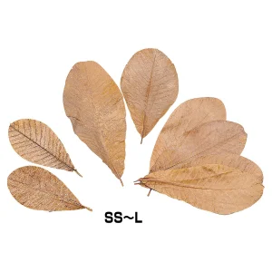 朴葉 100枚入 SS(W24397)