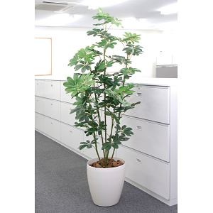 光触媒 人工観葉植物 造花 カポック 1.8 (高さ180cm)