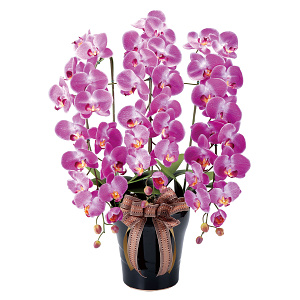 光触媒 人工観葉植物 造花 ロイヤル胡蝶蘭L (高さ76cm)