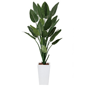 光触媒 人工観葉植物 造花 ストレチアW1.6 (高さ160cm)