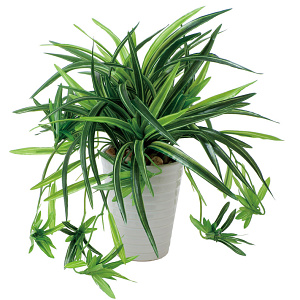 光触媒 人工観葉植物 造花 ドラセナ丸ポット (高さ28cm)