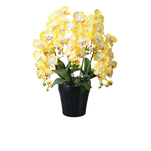 光触媒 人工観葉植物 造花 クイーン胡蝶蘭5本立Y (高さ74cm)