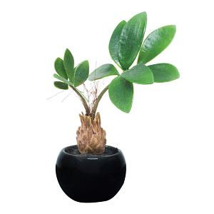 光触媒 人工観葉植物 造花 パキラインポット(ポリ製) (高さ20cm)