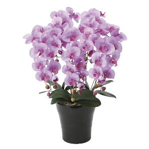 光触媒 人工観葉植物 造花 クイーン胡蝶蘭5本立L (高さ74cm)