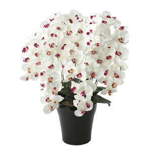 光触媒 人工観葉植物 造花 プレミアム胡蝶蘭7本立W/AB (高さ75cm)