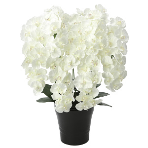 光触媒 人工観葉植物 造花 プレミアム胡蝶蘭7本立W (高さ75cm)