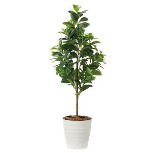 光触媒 人工観葉植物 造花 フレッシュマネーツリー1.15 (高さ115cm)