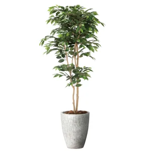 光触媒 人工観葉植物 造花 ナチュラルベンジャミン1.8 (高さ180cm) (2405A650)