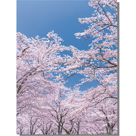 【2026年春】バックスクリーンシート 桜 (No181-3)