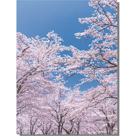 【2026年春】バックスクリーンシート 桜 (No181-3)