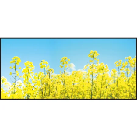 【2026年春】ディスプレイシート 菜の花青空 (No181-4)