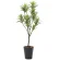 光触媒 人工観葉植物 造花 フレッシュドラセナ1.8 (高さ180cm) (2016R400)