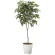 光触媒 人工観葉植物 造花 コーヒーツリー1.8 (高さ180cm) (2020A580)