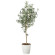 光触媒 人工観葉植物 造花 オリーブツリ- 1.6 (高さ160cm) (2022P335)