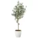 光触媒 人工観葉植物 造花 オリーブツリ- 1.6 (高さ160cm) (2022P335)