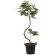 光触媒 人工観葉植物 造花 インテリアウンベラータ1.65 (高さ165cm) (2026M300)