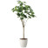 光触媒 人工観葉植物 造花 フィカスウンベラータ1.7 (高さ170cm) (2117R450)