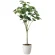 光触媒 人工観葉植物 造花 フィカスウンベラータ1.7 (高さ170cm) (2117R450)