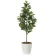 光触媒 人工観葉植物 造花 フレッシュマネーツリー1.15 (高さ115cm) (2222A150)