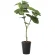 光触媒 人工観葉植物 造花 フレッシュウンベラータ1.35 (高さ135cm) (2294K240)
