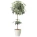 光触媒 人工観葉植物 造花 ミルキーパキラ1.6 (高さ160cm) (2456A330)
