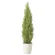 光触媒 人工観葉植物 造花 ゴールドクレスト1.35(ポリ製) (高さ135cm) (2467A400)
