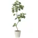 光触媒 人工観葉植物 造花 ツイストウンベラータ1.9(組立式) (高さ190cm) (2494A500)