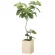 光触媒 人工観葉植物 造花 ウッドボックスウンベラータW1.8 (高さ180cm) (2512A680)