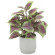光触媒 人工観葉植物 造花 コリウスS (高さ30cm) (2598A40)