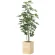 光触媒 人工観葉植物 造花 ウッドボックスカポック1.8 (高さ180cm) (2639A570)