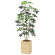 光触媒 人工観葉植物 造花 ウッドボックスカポック1.6 (高さ160cm) (2641A430)