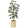 光触媒 人工観葉植物 造花 ウッドボックスカポック1.6 (高さ160cm) (2641A430)