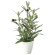光触媒 人工観葉植物 造花 オリーブS (高さ42cm) (2706A40)