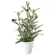光触媒 人工観葉植物 造花 オリーブS (高さ42cm) (2706A40)