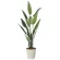 光触媒 人工観葉植物 造花 フレッシュストレチア 1.65 (高さ165cm) (2709A280)
