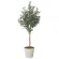 光触媒 人工観葉植物 造花 オリーブグレイス1.6 (高さ160cm) (2721A340)